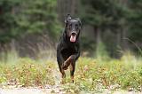 BEAUCERON 392